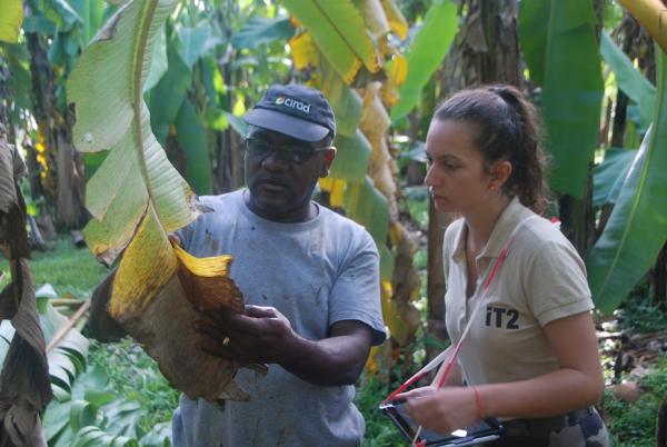 Partners from CIRAD and IT2 assess the degree of susceptibility to black Sigatoka of progenies produced by the CIRAD creation and breeding platform © F. Salmon, CIRAD